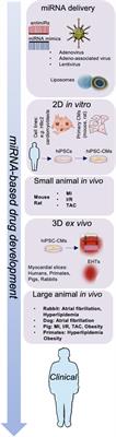 Cardiac Remodeling After Myocardial Infarction: Functional Contribution of microRNAs to Inflammation and Fibrosis